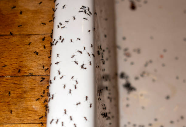 Best Cockroach Control Services  in Aquia Harbour, VA